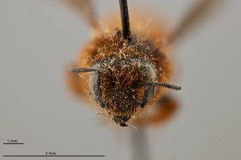 Media type: image;   Entomology 790596 Aspect: head frontal view